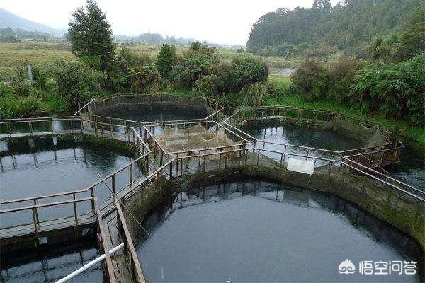 延边丰山犬基地:朝鲜丰山犬视频 三文鱼为什么要生吃？不能水煮一下吗？