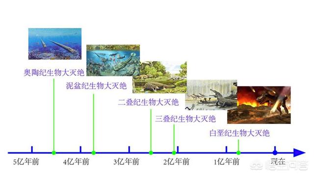 十大被认为已灭绝却又重新出现的动物是什么？