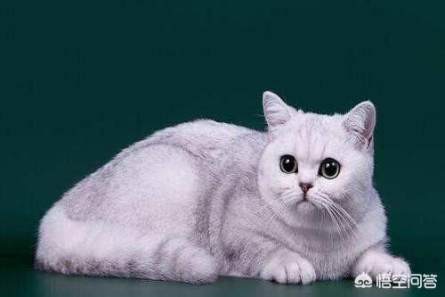 猫咪品种大全及图片鲜罗猫:新手养猫暹罗猫英短和美短哪种猫更适合呢？