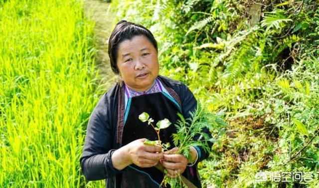 神奇八卦井:“换花草”有科学依据吗？贵州占里村的生育现象如何科学的解释？