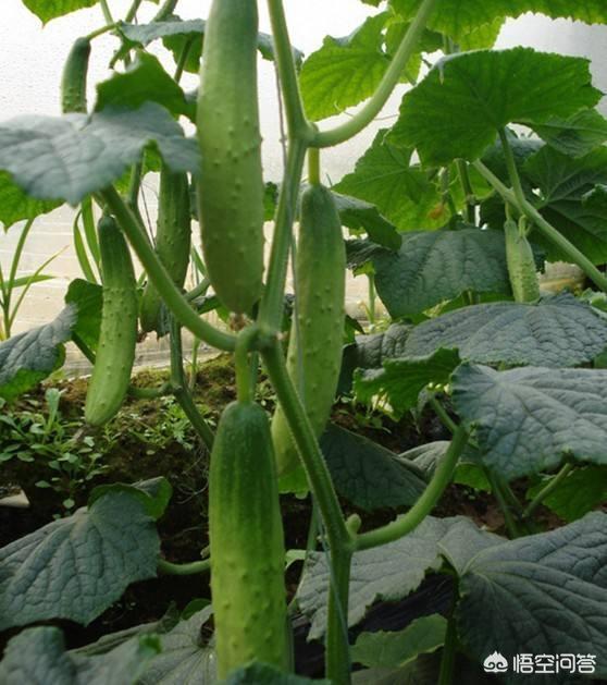 黄瓜最佳种植时间是什么时候，秋黄瓜什么时候种植，如何种植才能获得高产应该注意哪些事项