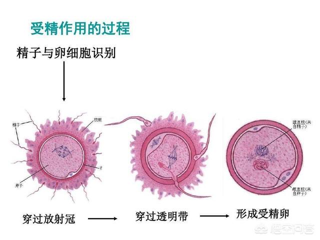 头条问答 - "火星男孩"曾预言:未来地球保护神会诞生在中国,你怎么看?