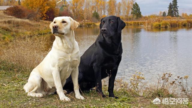 拉布拉多犬:饲养拉布拉多犬的正确方法？