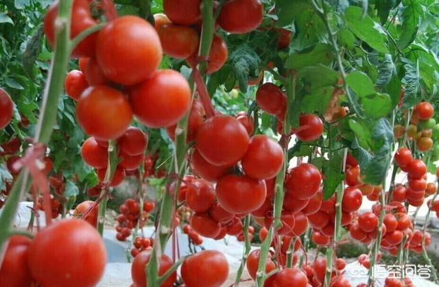 头条问答 西红柿在多少温度下能结果 合肥男舍服装的回答 0赞