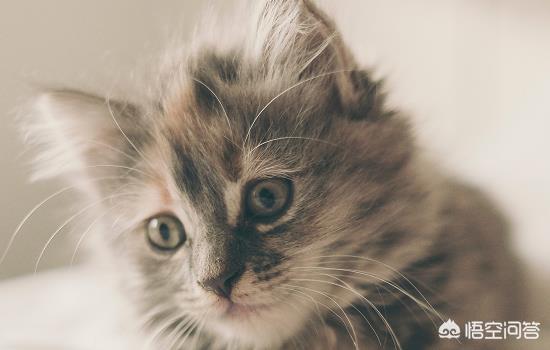 猫咪恨主人的十种表现湖北按摩:猫咪喜欢被主人摸哪些部位？