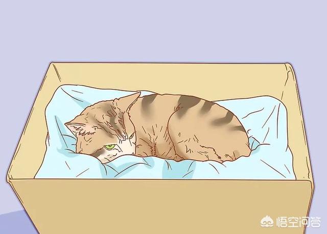 怎么判断猫有没有怀孕,怎么知道猫咪是不是有孩子了？