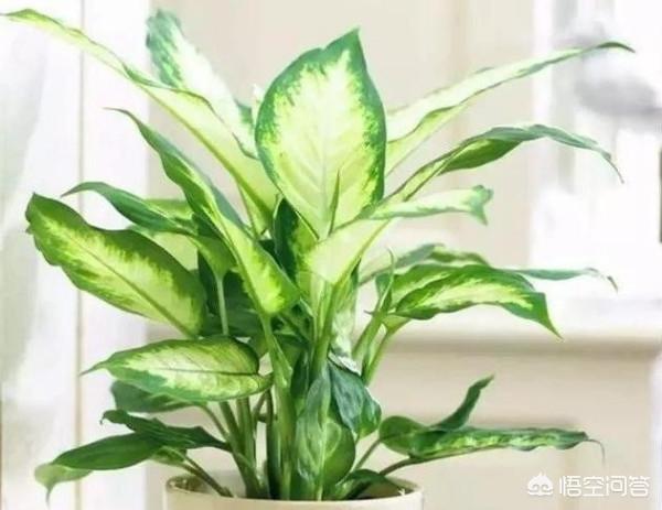 花叶万年青的作用:除甲醛十大有效排名植物，你知道吗？