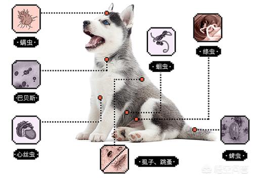 边牧怎么用犬虫一扫光:怎样使边牧少掉毛或不掉毛？