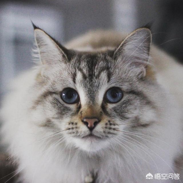布偶猫吧的人有病: 布偶猫感冒了会死吗，布偶猫感冒会不会死亡？