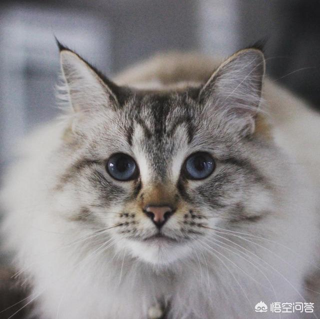 布偶猫图片:布偶猫优点很多，但缺点有哪些？ 布偶猫图片高清