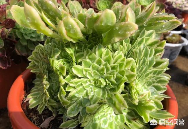 多肉植物翡翠景天小苗:翡翠景天多肉繁殖方法视频 多肉法师翡翠冰好养吗？需要什么样的介质？容易度夏吗？