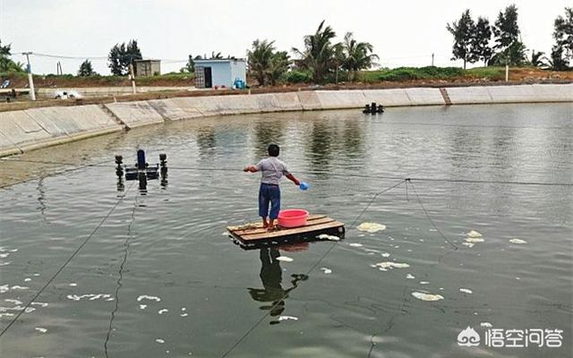 动物消化系统常见疾病案例:消化系统常见疾病有哪些 养殖南美虾黄体霉素中毒空肠空胃怎么办？