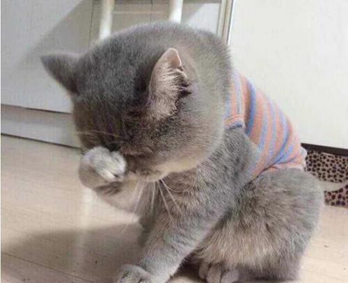 子猫絮语吧:猫犯错后不能打吗？打了会怎样？该怎么教育猫？