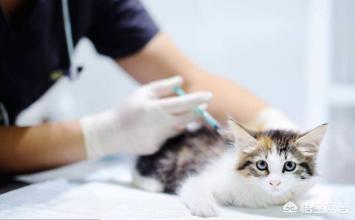猫白血病:家养的猫咪该注射什么疫苗？