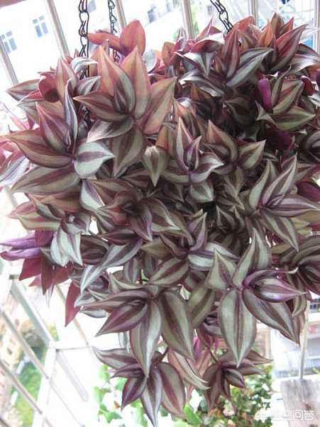 花卉图片大全吊竹梅:怎样种植吊竹梅，让它长得很茂盛？