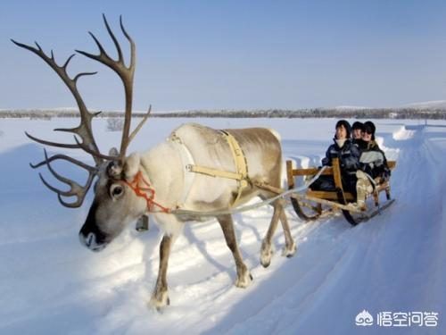 俄科蒙多尔犬雪地拍写真:芬兰历史上与俄罗斯的关系是怎样的？