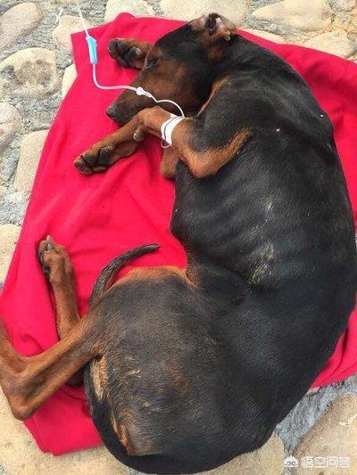 狗狗能吃蜂蜜吗 为什么 头条问答