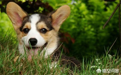 柯基犬图片:柯基犬几岁开始步入晚年？老了的柯基如何照顾才正确？