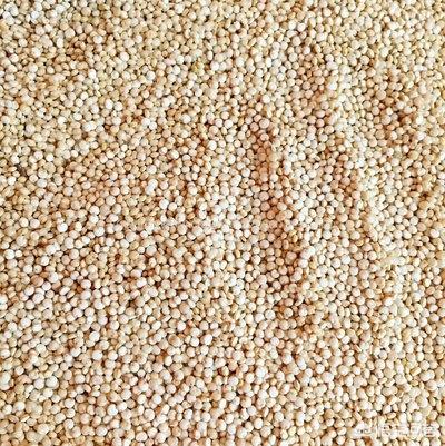 吃藜麦米饭真的能控制体重吗？