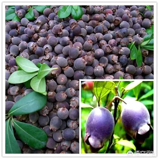 头条问答 - 村里后山上的稔子成熟了,听说山稔泡酒补血的,请问泡酒的