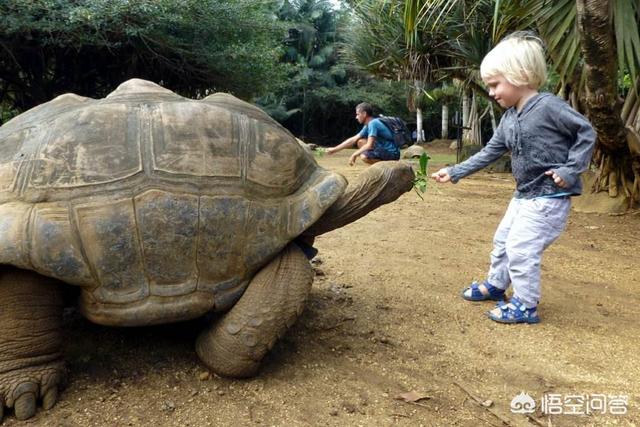 甜甜圈龟最大:什么龟长的大而且比较好养？ 甜甜圈龟最大能长多大