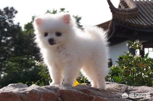 小巴哥犬感冒:2个月博美感冒了不吃药能好吗？