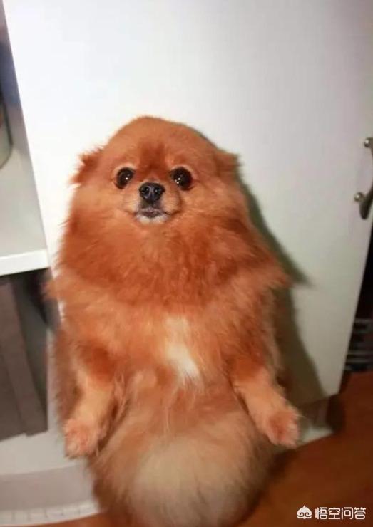 小狗罚站:饲养博美犬容易犯哪些低级错误？