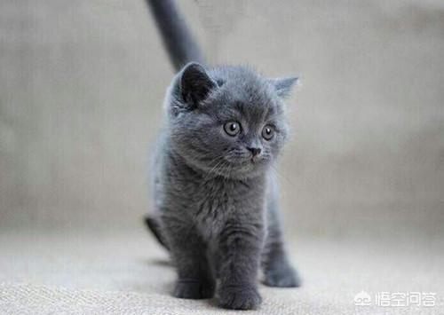 英短蓝猫幼猫怎么养:不足月的蓝猫怎么养，蓝猫不足月能喂牛奶吗？