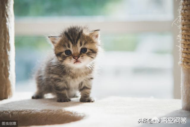 伯曼猫吧:养了8年的猫，治病要花10万，你会救吗？