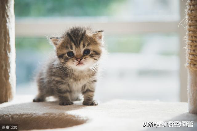 子猫絮语吧:猫咪的一生只会认定一个主人吗？