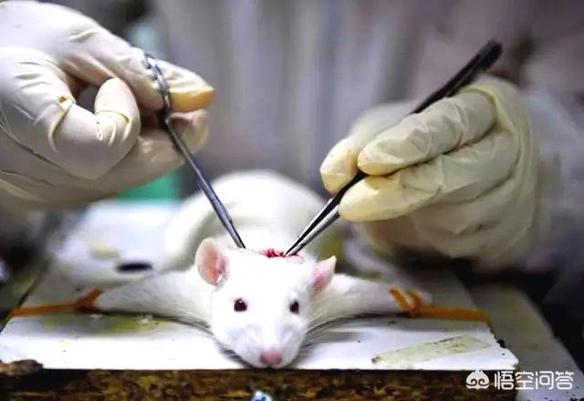 科学家总用老鼠做实验,但实验结论都适用于人类吗?