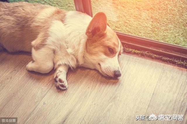 宠物可以和人一块睡吗，和狗狗一起睡觉需要注意哪些方面？
