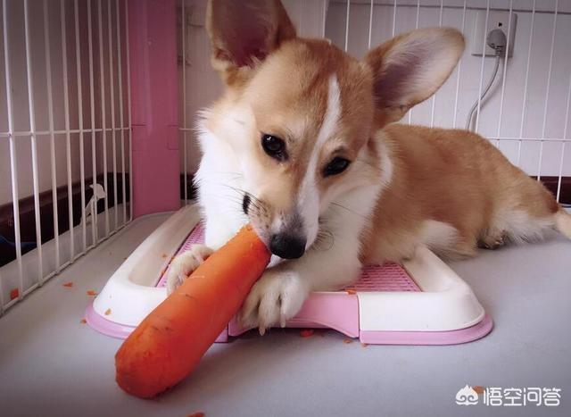 怎样挤肛门腺:肛瘘用什么洗最好 柯基犬不挤肛门腺有什么后果？