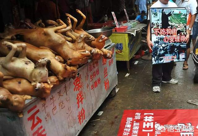 广西玉林狗肉节贵吗:如何看待玉林狗肉节及爱狗人士的做法？