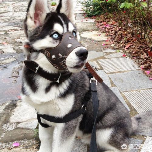 藏獒之王狗王偷藏獒:三只藏獒是否可以打赢一只孟加拉虎？有什么科学依据？