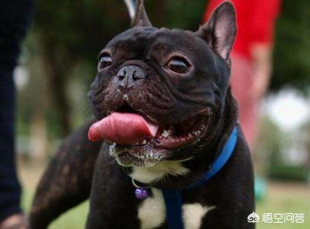 法国斗牛犬吧:为什么说养法国斗牛犬要有一定的“实力”呢？