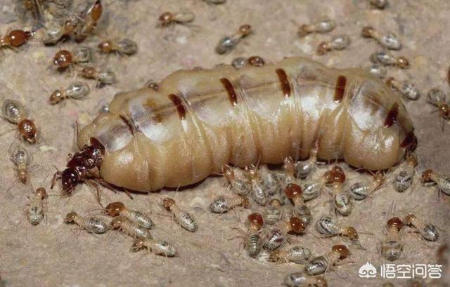 蚁后同人:蚁后同人资源 假如“蚁后”死了，剩下的蚂蚁会变得怎么样？
