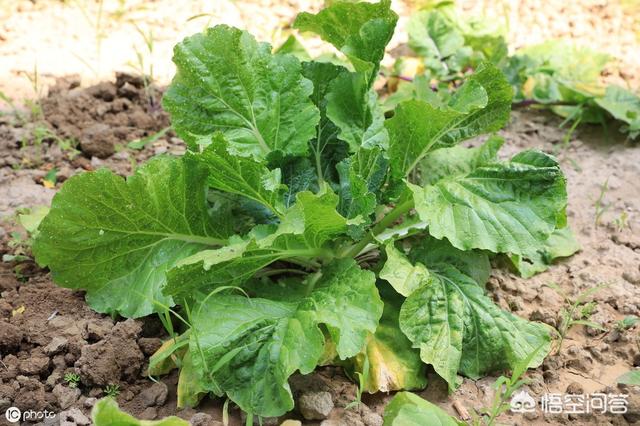 头条问答 种植小白菜 追肥时用什么肥料比较好 海棠小醉的回答 0赞