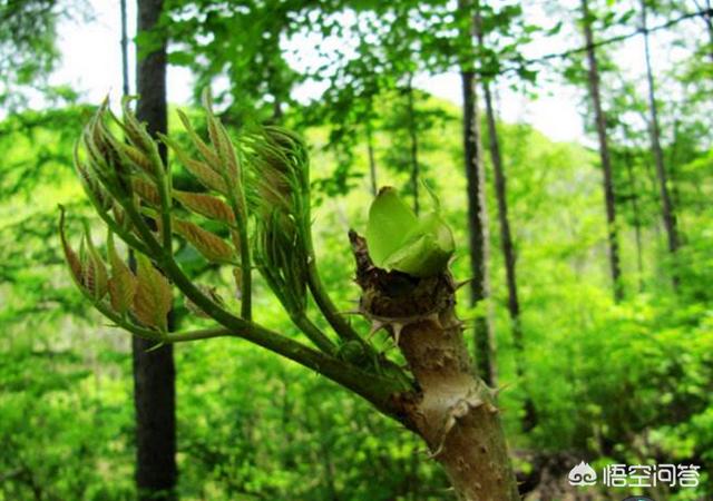 刺老芽怎样种植？什么季节最好？