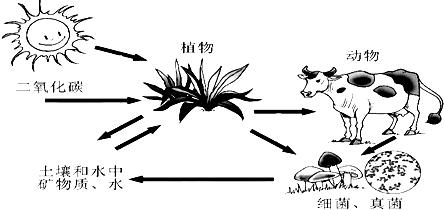 动物死亡:为什么说所有的动物都死亡了人类也会灭亡？