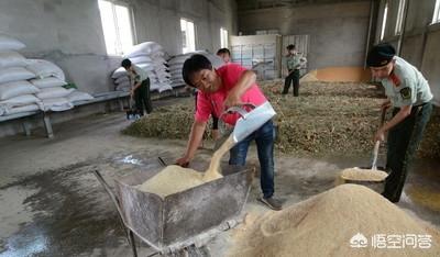 狗食配方价格:做一个配方分析要多少钱？