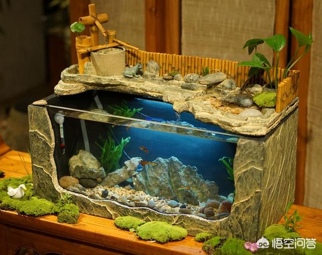 养鱼知识氧气:养鱼用什么代替氧气机 不换水的情况下怎么才能让鱼缸里的氧气更多些呢？