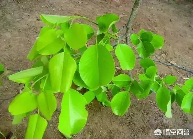 小叶黑檀盆栽(图)怎样再度修剪造型?(4个回答)