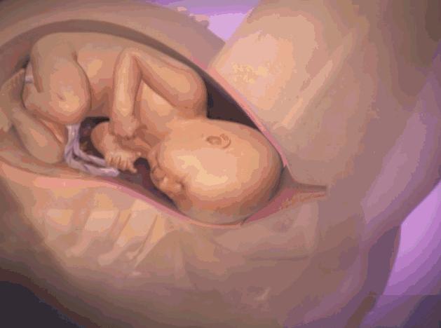 胎兒分娩前在忙什麼？