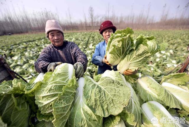 头条问答 菜园子的白菜正值生长旺盛 农村老人说白菜要想长好 就要喷醋 白菜喷醋有用吗 超蛋儿在农村的回答 0赞