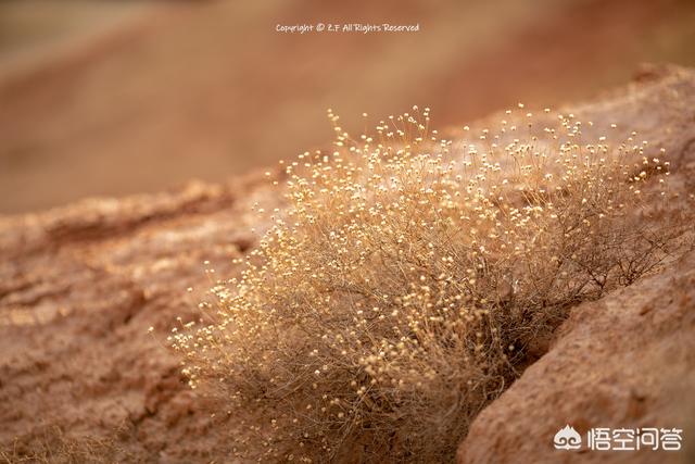 四款定焦镜头/ 35、50、85、135mm分别适合拍什么？插图31