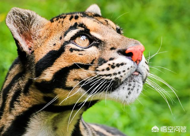 锈斑猫途:为什么印度这么多野生猫科动物？
