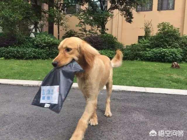 金毛犬性格:养一只金毛是怎样的体会？