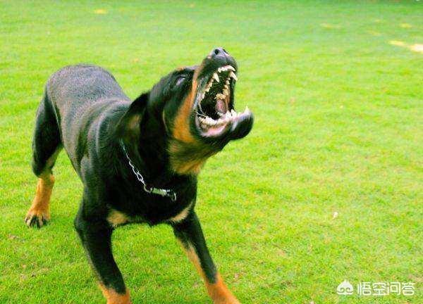 比利牛斯山犬黑色:哪些狗狗非常忠心，会用自己的生命去保护主人？