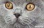 欧洲短毛猫:欧洲短毛猫和狸花猫的区别 英短、俄罗斯蓝猫和沙特尔猫这三种猫的区别在哪里？